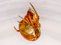 Parasteatoda lunata